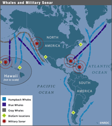 whale migration, military sonar, biogem locations, gray whales, blue whales, humpback whales