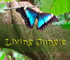 Living Jungle