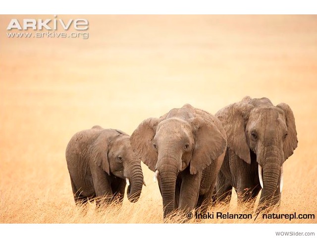 African Elephant - Loxodonta africana
          
Status: Vulnerable