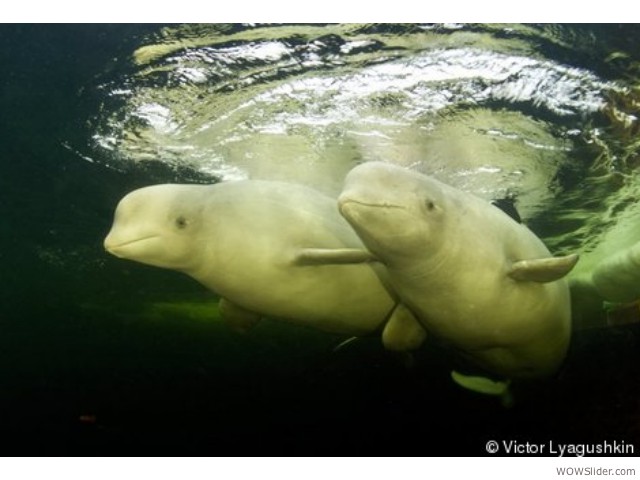 Beluga - Delphinapterus leucas
          
Status: Near Threatened