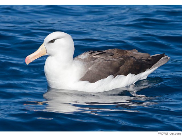 Black-browed Albatross - Thalassarche melanophrys         

Status: Endangered
