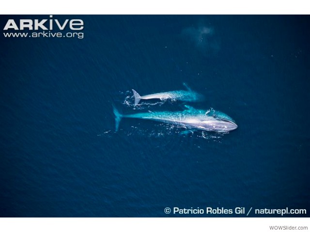 Blue Whale - Balaenoptera musculus

Status: Endangered - Critically Endangered (Antarctic sub sp.)