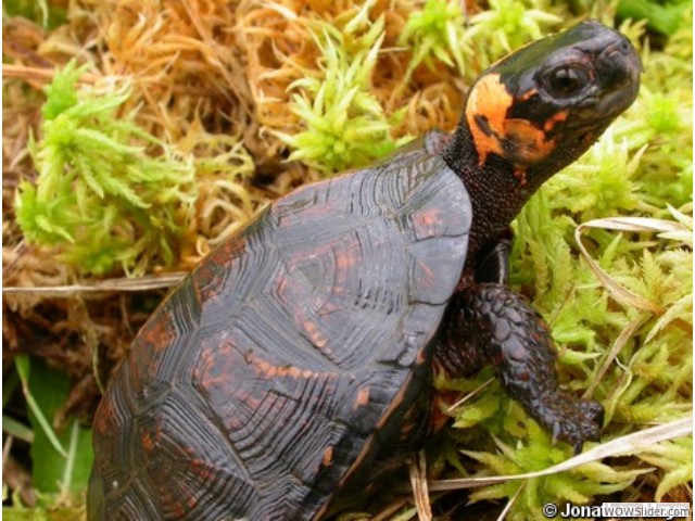 Bog Turtle - Glyptemys muhlenbergii
          
Status: Critically Endangered
