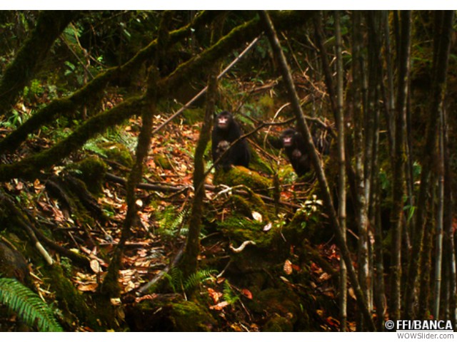 Burmese Snub-nosed Monkey - Rhinopithecus strykeri
          
Status: Critically Endangered