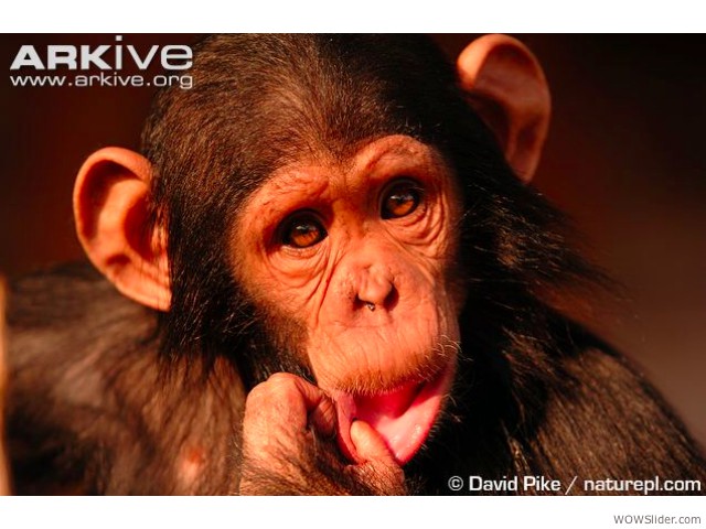 Chimpanzee - an troglodytes

              Status: Endangered