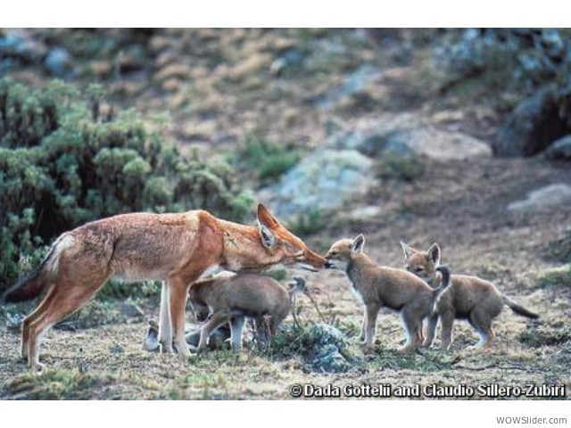 Ethiopian Wolf - Canis simensis

                 Status: Endangered