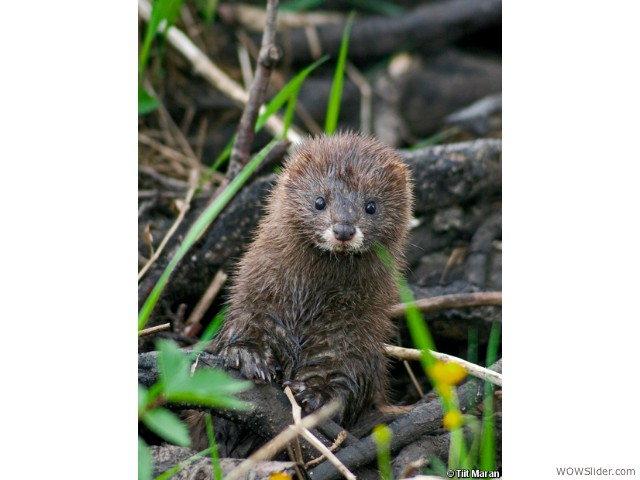 European Mink - Mustela lutreola           

Status: Critically Endangered