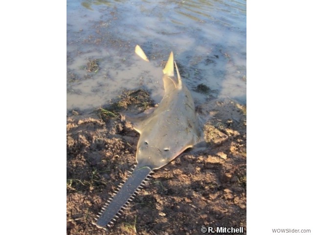 Freshwater Sawfish - Pristis microdon

             Status: Critically Endangered