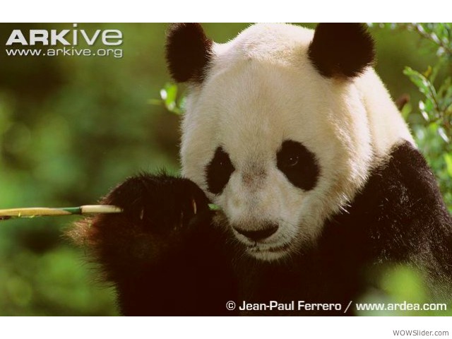 Giant Panda - Ailuropoda melanoleuca
              Status: Endangered