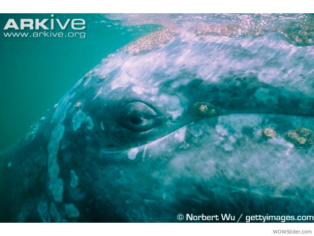 Gray Whale - Eschrichtius robustus

                   Status: Least Concern