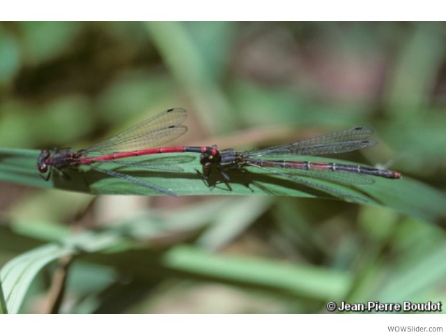 Greek Red Damsel - Pyrrhosoma elisabethae

          Status: Critically Endangered