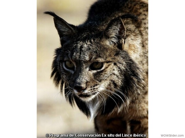 Iberian Lynx - Lynx pardinus

              Status: Critically Endangered