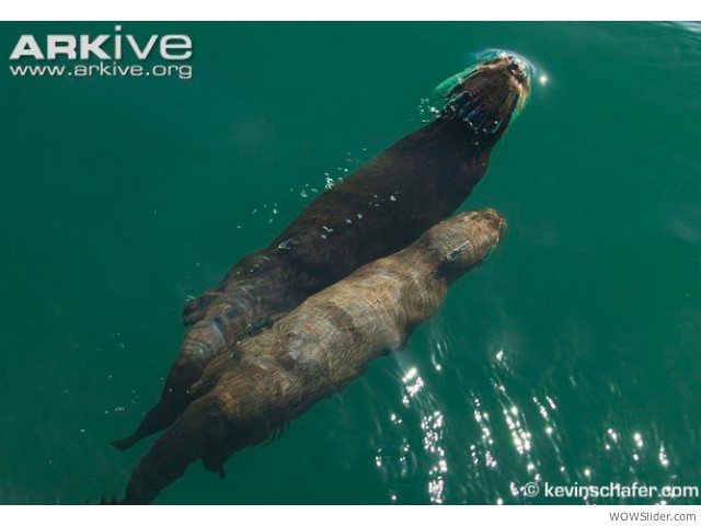 Marine Otter - Lontra felina

          Status: Endangered