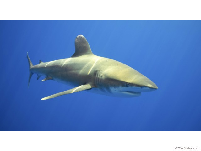 Oceanic Whitetip Shark - Carcharhinus longimanus
          
Status: Vulnerable