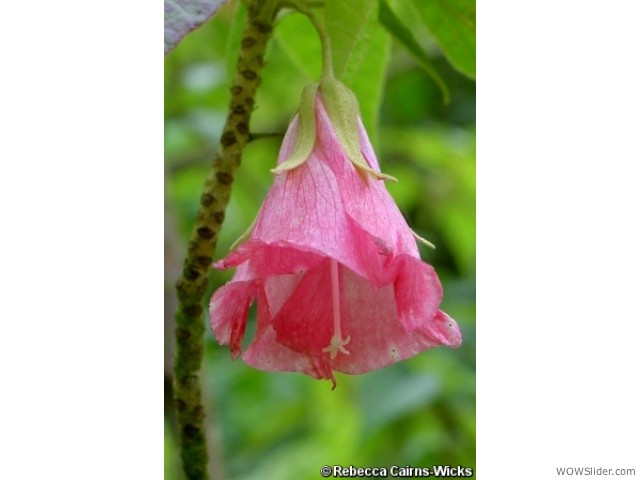 Redwood - Trochetiopsis erythroxylon
           
Status: Extinct in the wild