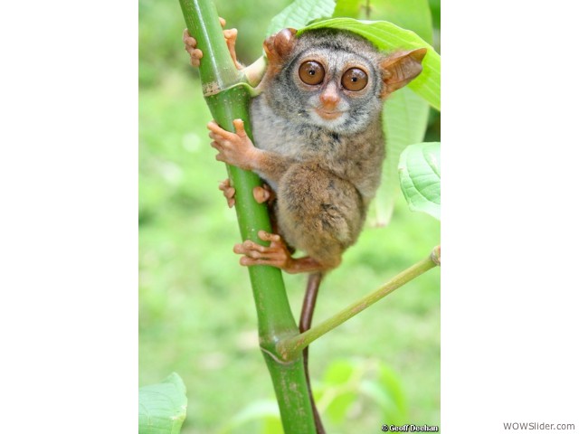 Siau Island Tarsier - Tarsius tumpara

           Status: Critically Endangered