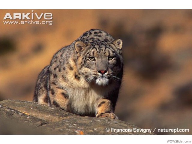 Snow Leopard - Panthera uncia
               
Status: Endangered