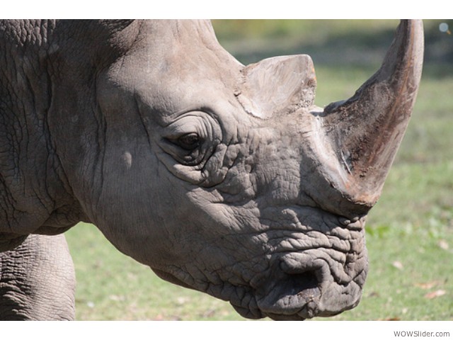 Southern and Northern White Rhino - Ceratotherium simum.ssp.simum

Status: Near Threatened