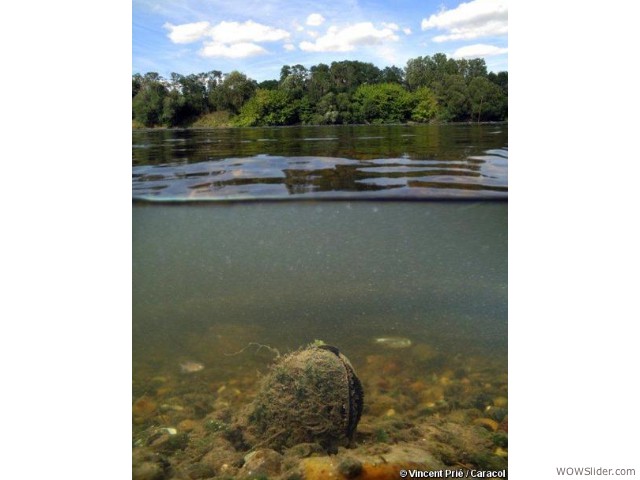 Spengler's Freshwater Mussel - Margaritifera auricularia

          Status: Critically Endangered