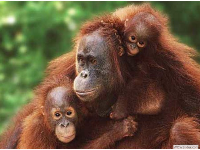 Sumatran Orangutan - Pongo abelii
            
Status: Critically Endangered