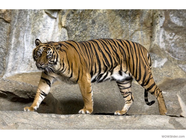 Sumatran Tiger - Panthera tigris ssp. sumatrae

       Status: Critically Endangered