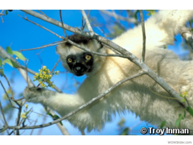 Verreaux's Sifaka - Propithecus verreauxi
        
Status: Vulnerable