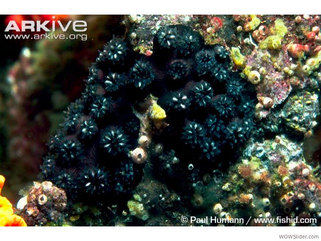 Wellington's Solitary Coral - Rhizopsammia wellingtoni

         Status: Critically Endangered