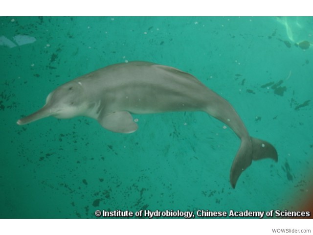 Yangtze River Dolphin - Lipotes vexillifer        Status: Critically Endangered - Extinct